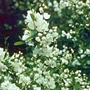 L'exochorda aime qu'on le soigne, surtout jeune, après il prend de l'indépendance.