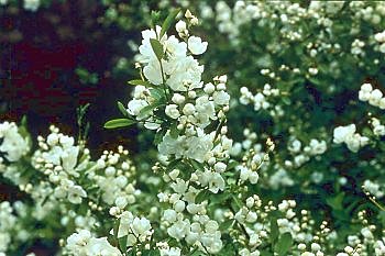 L'exochorda aime qu'on le soigne, surtout jeune, après il prend de l'indépendance.