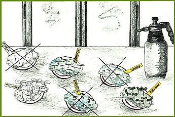 Savoir trier ses graines !