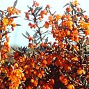 Des berbéris beaux toute l'année