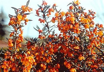 Des berbéris beaux toute l'année