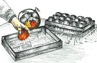 Quand et comment récolter pommes et poires ?