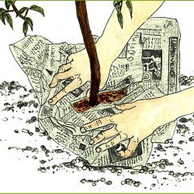 Protéger les jeunes arbres fruitiers