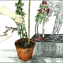 Entretien de printemps pour les grimpantes méditerranéennes