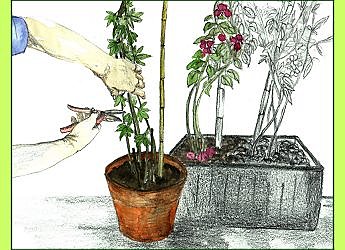 Entretien de printemps pour les grimpantes méditerranéennes