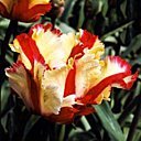 Une tulipe plus extravertie !