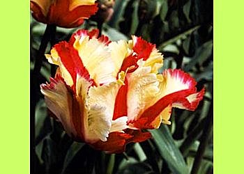 Une tulipe plus extravertie !