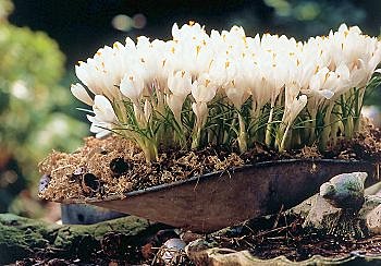Des crocus pour le printemps