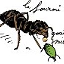 La fourmi, un des prédateurs