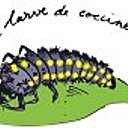 Larve de coccine