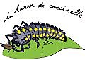 Larve de coccine
