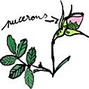 En haut des tiges, sur les boutons et sous les feuilles qu'il se trouve le plus souvent.