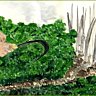 Herbes aromatiques, senteurs d'ailleurs !