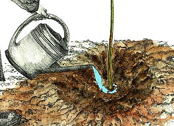 Arrosez au niveau des racines, là où l'eau est utile.