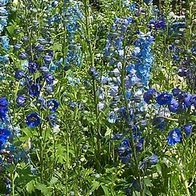 appelé aussi Pied d'alouette appelé aussi Pied d'alouette