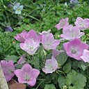 Jolies grandes campanules