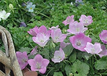 Jolies grandes campanules