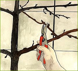 Taillez sans vous tromper