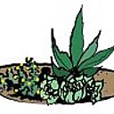 2- Disposer les plantes choisies