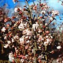 Viburnum x bodnantense enivrante !