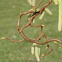 Noisetier tortueux mais déco