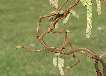 Noisetier tortueux mais déco