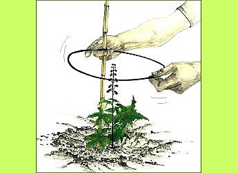 Comment soutenir les tiges hautes ?