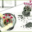 Assoiffé, le cyclamen ?