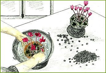 Assoiffé, le cyclamen ?