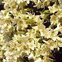 Rhododendrons de plus petite taille