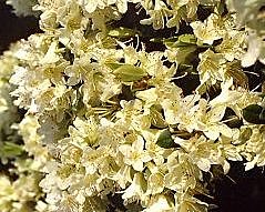 Rhododendrons de plus petite taille