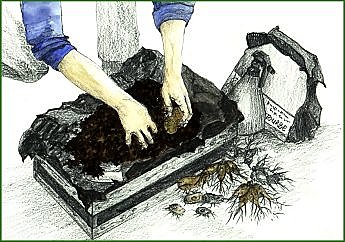 Dahlia, bégonia, prêts ? Partez...