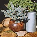 Petit sapin bleu du colorado