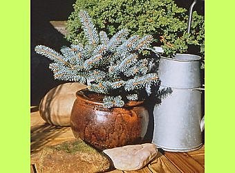 Petit sapin bleu du colorado