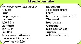 Tour savoir sur le houx !