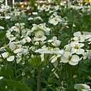 Corbeille d'argent...