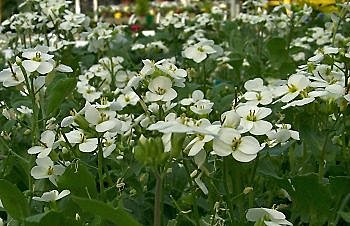 Corbeille d'argent...