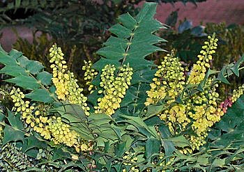 Les mahonias Charity et leurs fleurs jaunes.