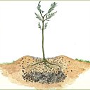 Une butte pour l'olivier