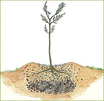 Une butte pour l'olivier