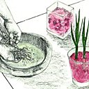 Avec l'hydroculture des billes d'argile remplacent la terre et maintiennent les racines