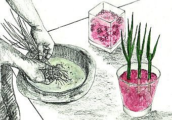 Avec l'hydroculture des billes d'argile remplacent la terre et maintiennent les racines