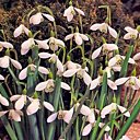 Perce-neige aux clochettes qui tintinnabulent...