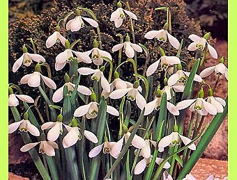 Perce-neige aux clochettes qui tintinnabulent...