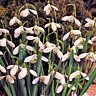 Perce-neige, fleur du froid