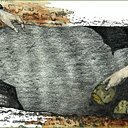 Réchauffez la terre avec du plastique noir.