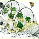 Des fraises bien protégées des oiseaux