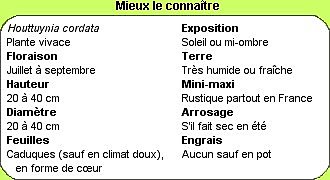 Houttuynia... plus facile à comprendre qu'à dire.