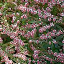 Asters à petites fleurs