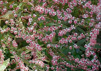 Asters à petites fleurs